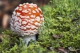 Осторожно: ядовитые грибы